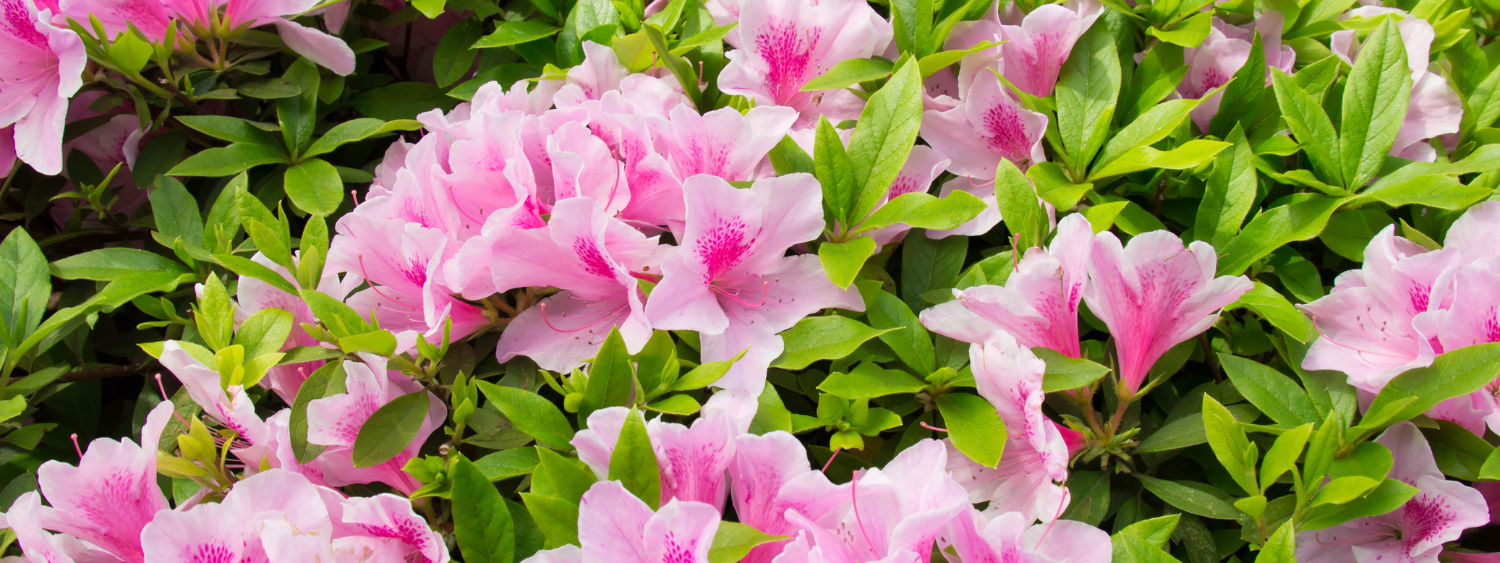 Spring is Here: Home Care Checklist from Realtor® Matt Vickers